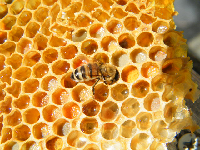 lebah madu randu