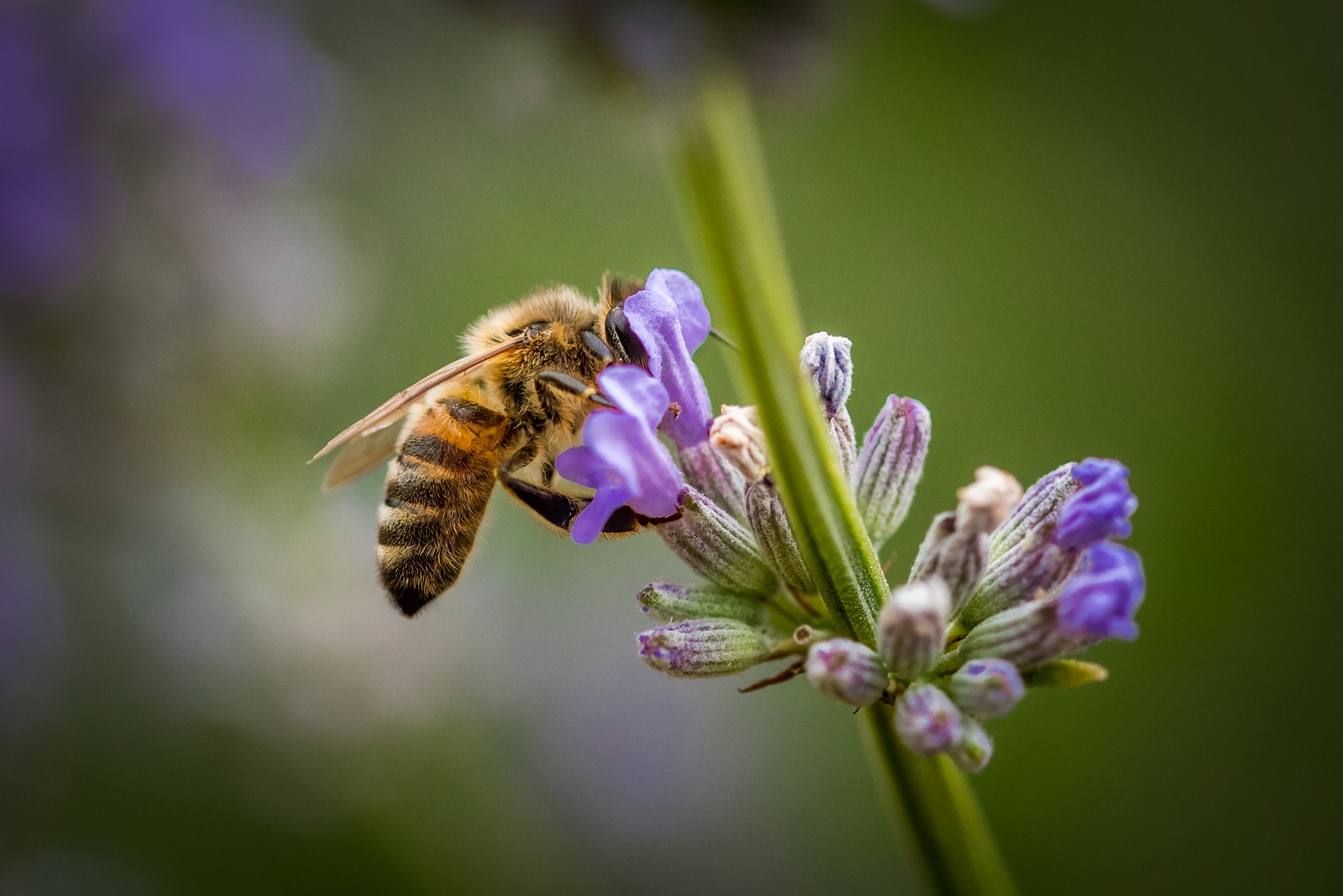 lebah madu multiflora