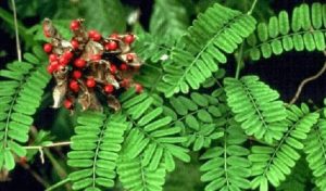 daun saga merupakan salah satu bahan yang sering dipakai pada komposisi obat herbal