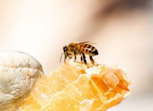 madu hutan dan madu ternak dihasilkan oleh lebah yang berbeda