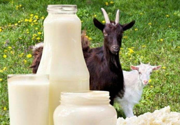 manfaat susu kambing untuk kesehatan tubuh