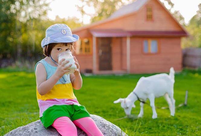 susu kambing untuk kecerdasan anak