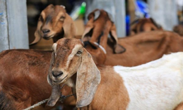 Rekomendasi Tempat Jual Kambing Dan Sapi Qurban Di Semarang Mumtaz