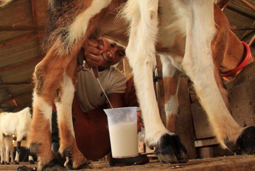 susu kambing etawa literan Semarang